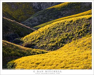 Temblor Range Wildflowers