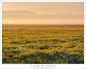 Spring Morning, Carrizo Plain