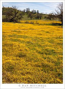 Wildflower-filled Meadow