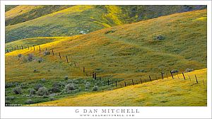 Wildflowers, Hills, And Fence