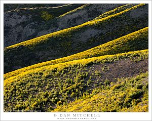 Wildflowers, Temblor Range