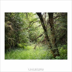 Cotswolds Forest Scene