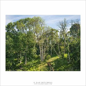 Cotswolds Forest Clearing