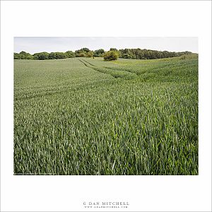 Wheat Field, The Cotswolds