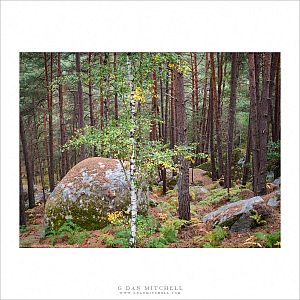 Fall Color, Birch Tree