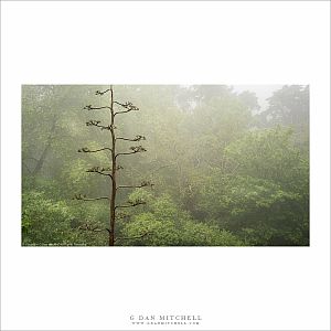 Forest and Fog