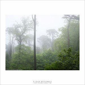 Forest and Fog at the Pena Palace