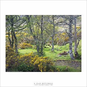 Spring Trees, Flowers,, and Meadow, Applecross