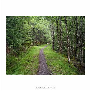 Forest Trail, Great Glen Way