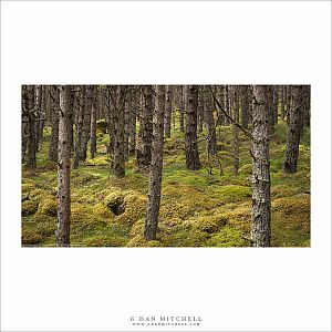 Scottish Forest, Soft Light