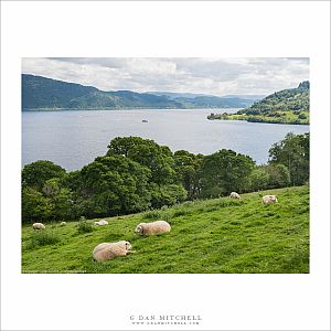 Sheep Pasture, Loch Ness