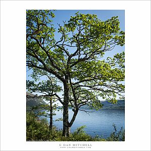 Shoreline Trees, Loch Lochy