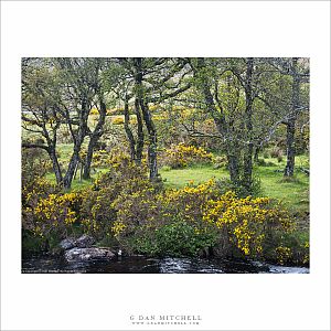 Trees, Stream Bank