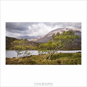 Windblown Trees at Loch Stack
