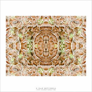 Playa and Plants — Imaginary Landscape