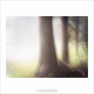 Morning Forest