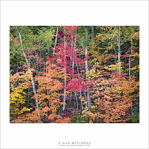Forest Colors, Autumn