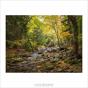 Autumn Stream
