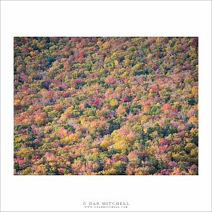 Carpet of Color