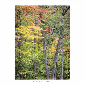 Autumn Leaves, White Mountains