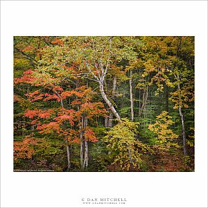 New Hampshire Forest, Autumn