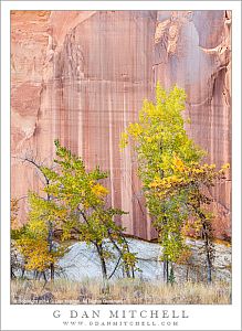 Cottonwood Trees, Patterned Cliff