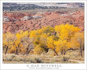 Cottonwood Grove and Pink Hills, Autumn