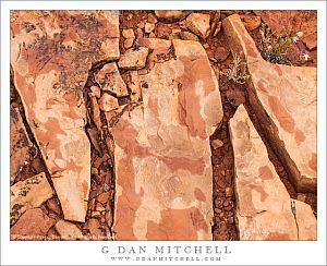 Fractured Stone, Desert Plants