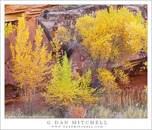 Autumn Cottonwoods, Red Rock Cliffs