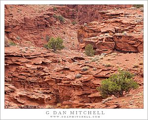 Gully, Red Rock Desert