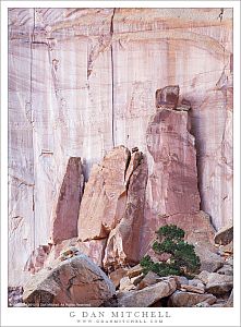 Juniper, Massive Sandstone Cliffs