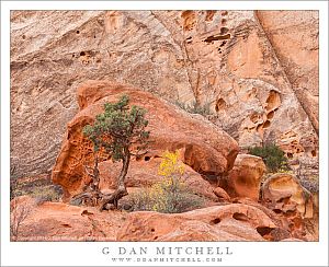 Juniper, Red Rock Canyon