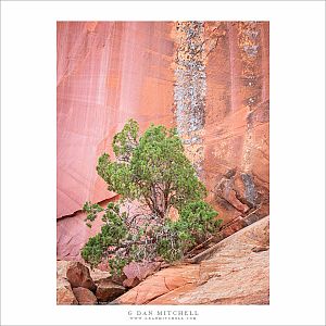 Juniper Tree, Water-Stained Cliff