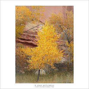 Autumn Cottonwood Tree