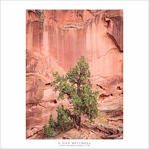 Tree, Sandstone Cliff