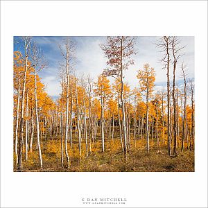 Utah Aspen Grove, Fall