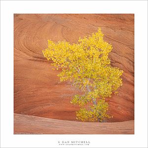 Cottonwood and Sandstone