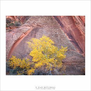 Autumn Tree, Sculpted Sandstone