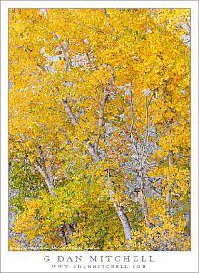 AutumnCottonwoodTreesDetailEscalante20121024