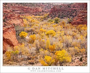 Cottonwood Trees, Steep Creek