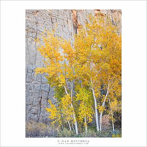 Autumn Cottonwoods, Canyon Wall