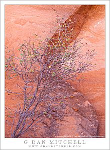 Autumn Foliage And Sandstone