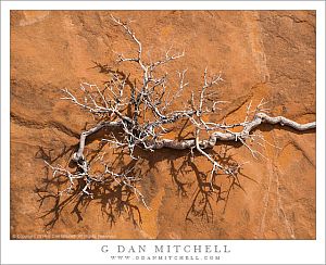 Bleached Plant, Sandstone, Shadows