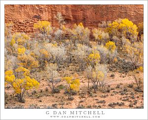 Canyon Cottonwood Trees, Autumn