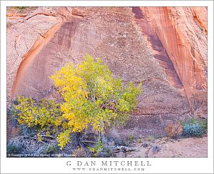 Cottonwood Tree, Canyon Walls