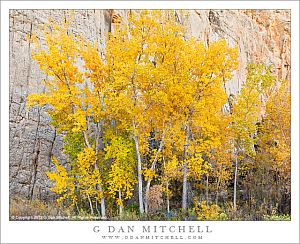 CottonwoodGroveEscalanteFallColor20121024