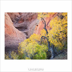 Large Cottonwood Tree, Side Canyon