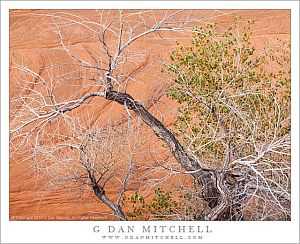 Cottonwood Snag, Red Rock