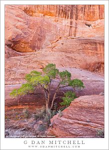 Cottonwood Tree and Canyon Walls