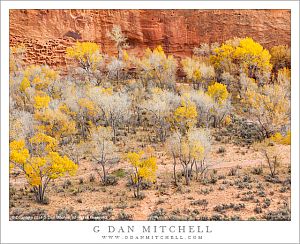 Cottonwood Trees, Autumn